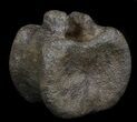 Edmontosaurus (Hadrosaur) Vertebrae - Montana #35955-4